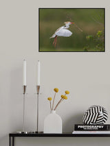 Cattle Egret Poster och Canvastavla