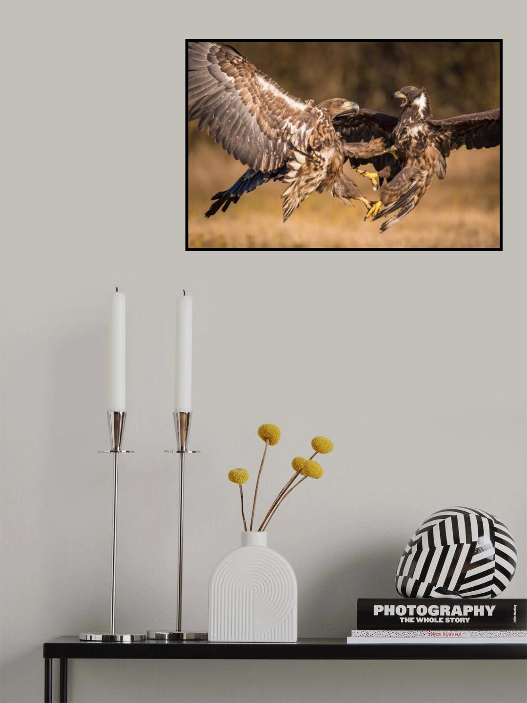 The White-tailed Eagles, Haliaeetus albicilla Poster och Canvastavla