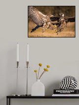 The White-tailed Eagles, Haliaeetus albicilla Poster och Canvastavla