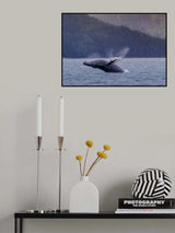 A Humpback Whale Jump out of  the Sea in Alaska Poster och Canvastavla