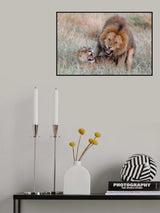 Mating Lions Poster och Canvastavla