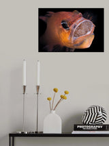 Poster och Canvastavla