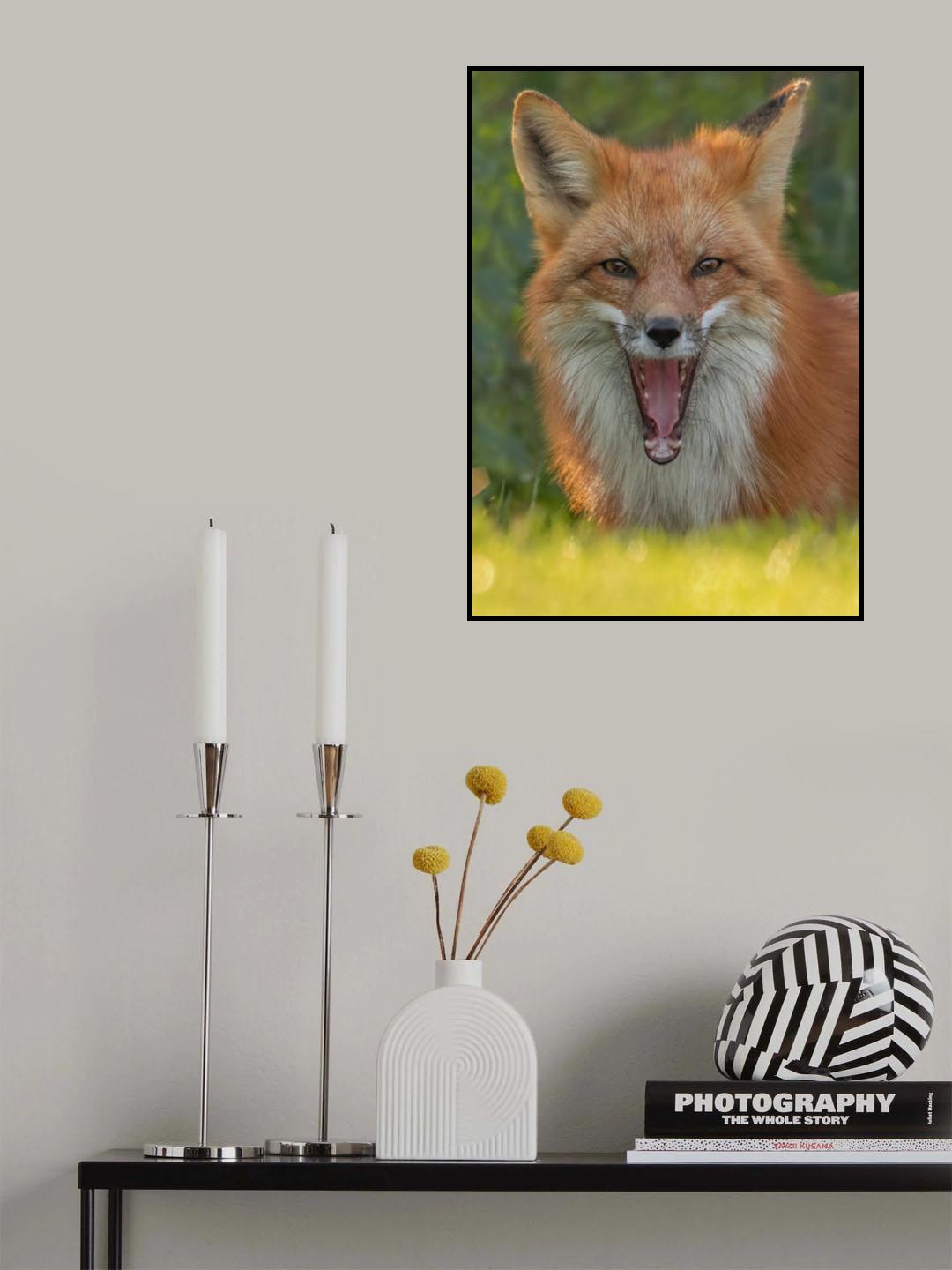Red Fox Poster och Canvastavla