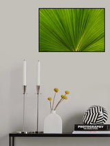 Fan Palm Leaves Photo 02 Poster och Canvastavla
