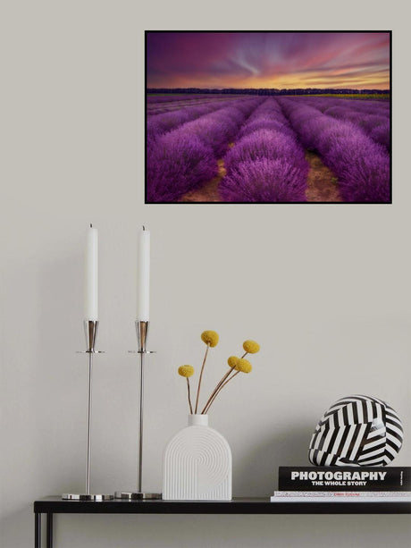 ...lavender field Poster och Canvastavla
