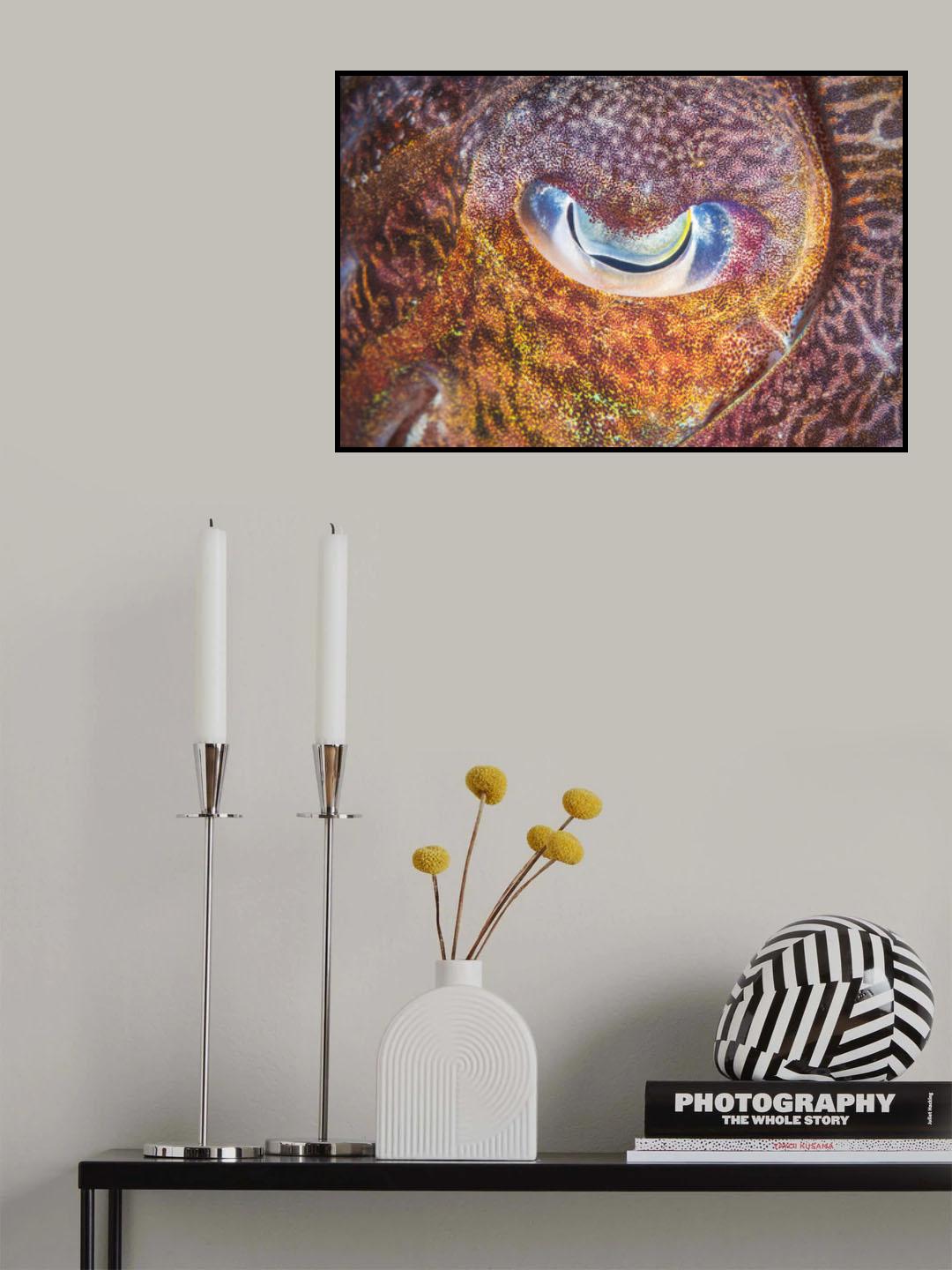 Focus on cuttlefish Poster och Canvastavla