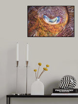 Focus on cuttlefish Poster och Canvastavla