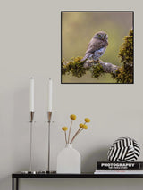 Northern Pygmy Owl Poster och Canvastavla