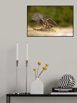 Peregrine Falcon Poster och Canvastavla