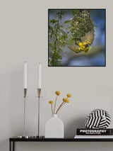 Yellow Weaver Finch Poster och Canvastavla