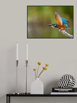 Common Kingfisher Poster och Canvastavla