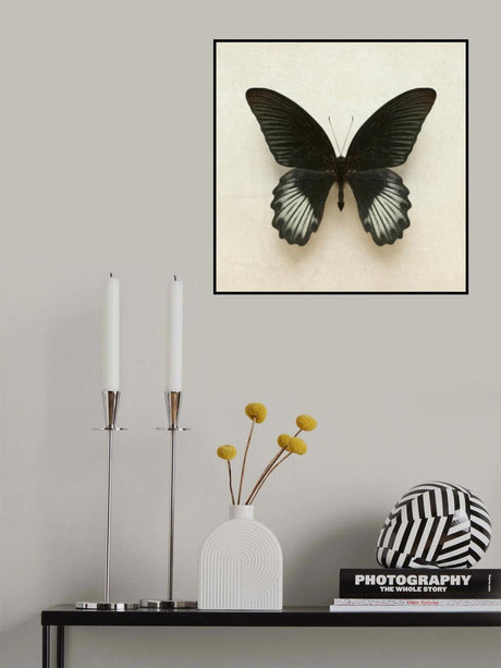 Black Mormon Butterfly Square Poster och Canvastavla
