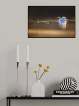 Swan at dawn Poster och Canvastavla