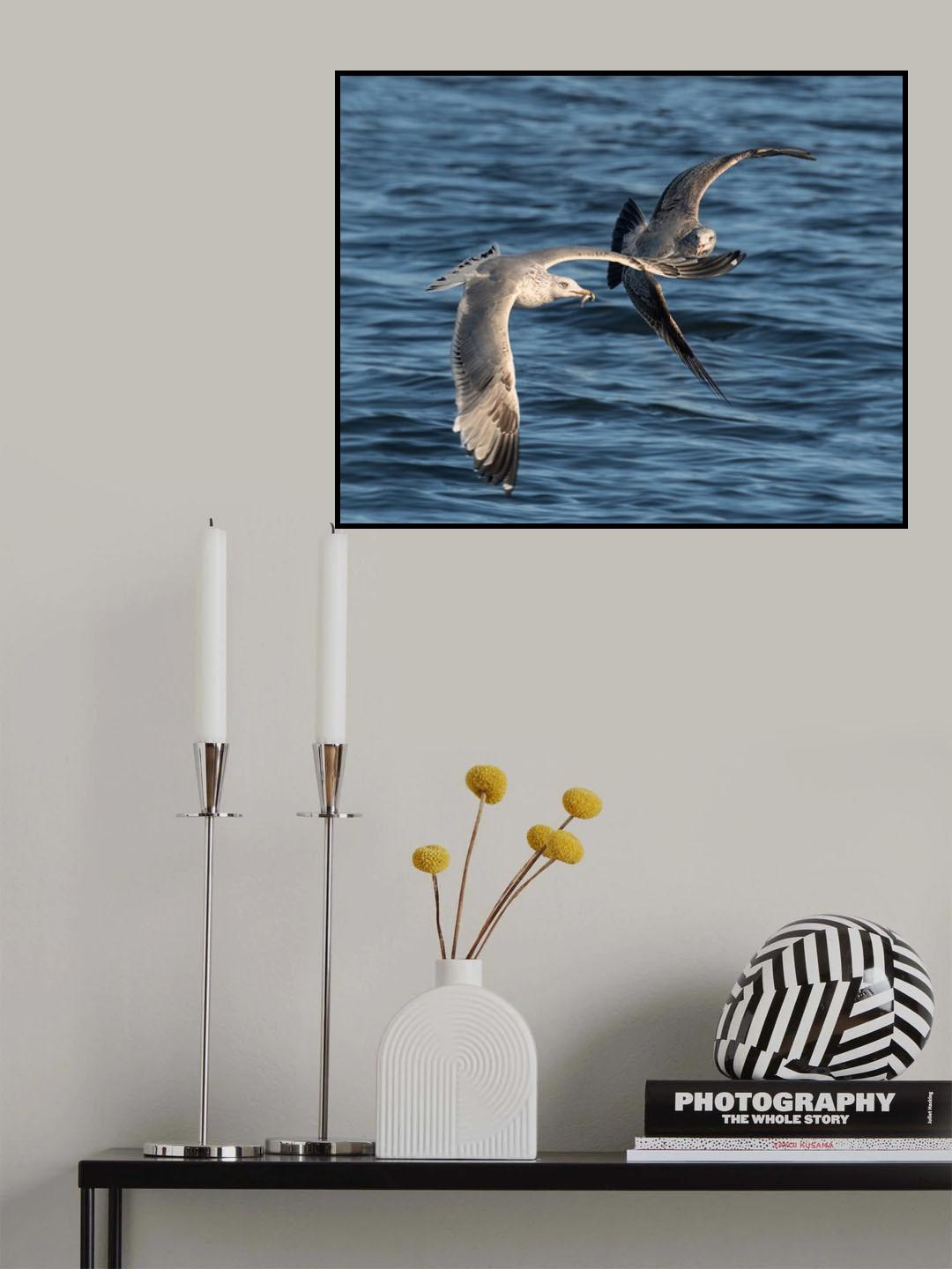 fighting for fish Poster och Canvastavla