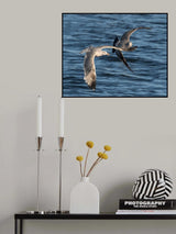 fighting for fish Poster och Canvastavla