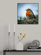 Rocky Robin Poster och Canvastavla