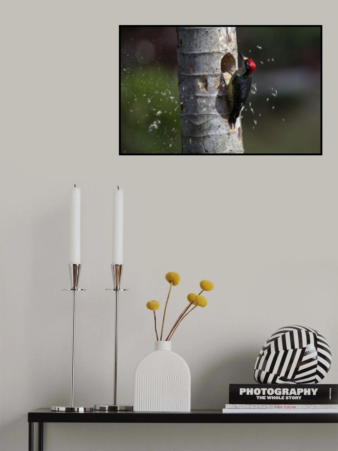 Black-cheeked Woodpeckert Poster och Canvastavla