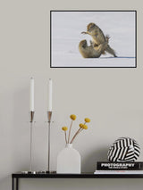Combatants Poster och Canvastavla