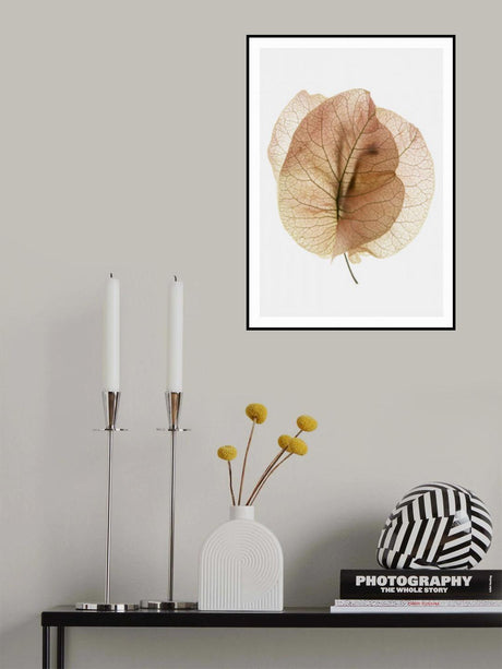 Bougainvillea Study No7 Poster och Canvastavla