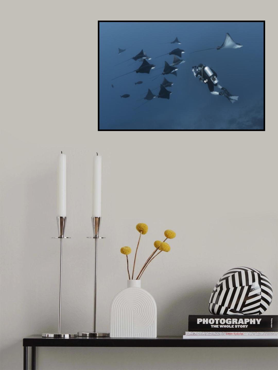Eagle rays Poster och Canvastavla