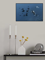 Eagle rays Poster och Canvastavla