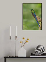 Violet-tailed Sylph Hummingbird Poster och Canvastavla