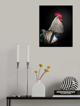 Le Coq Poster och Canvastavla