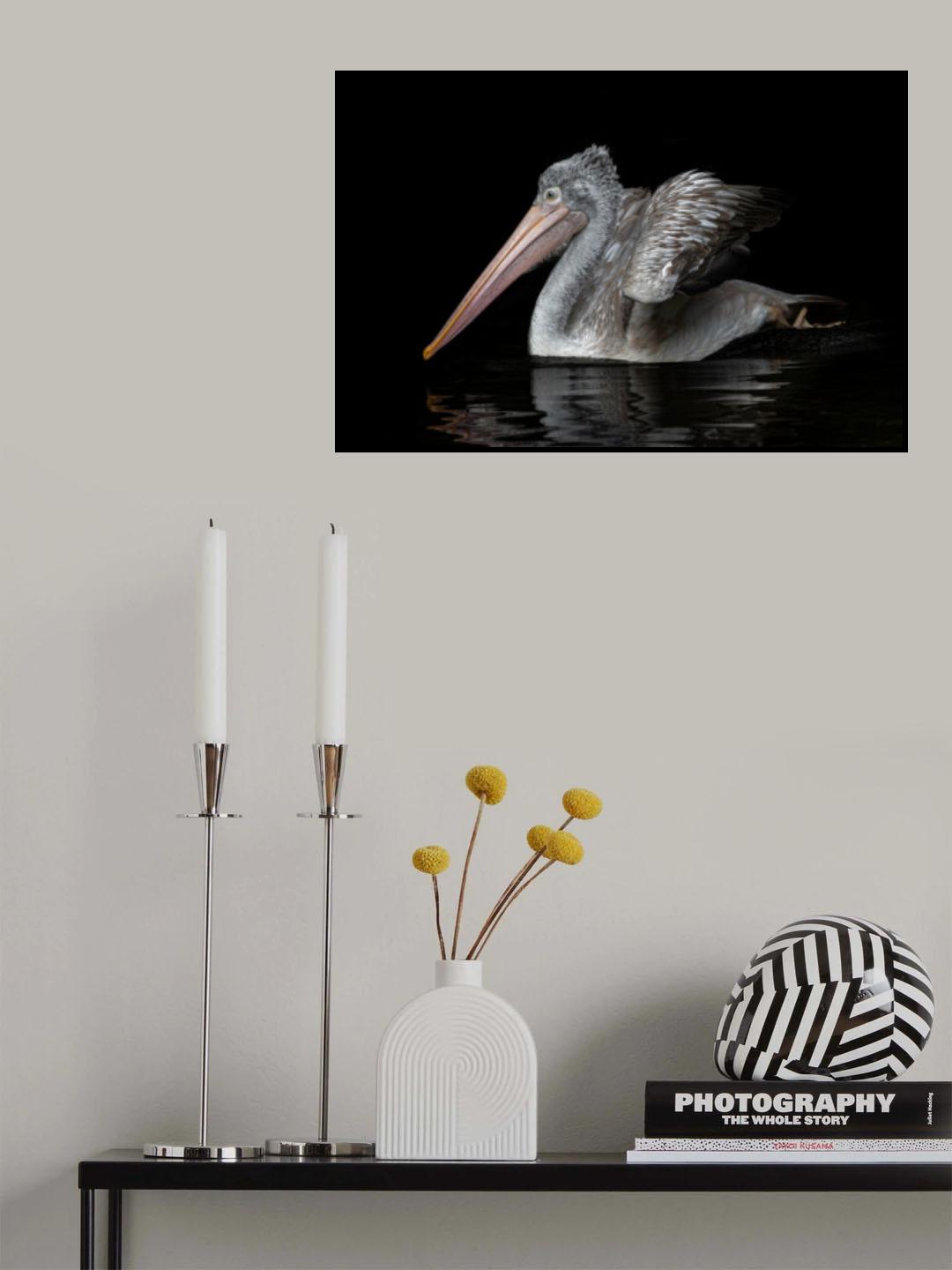 Pelecanus philippensis Poster och Canvastavla