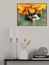 Marigold Poster och Canvastavla