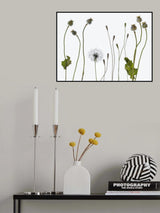 Seedheads Poster och Canvastavla