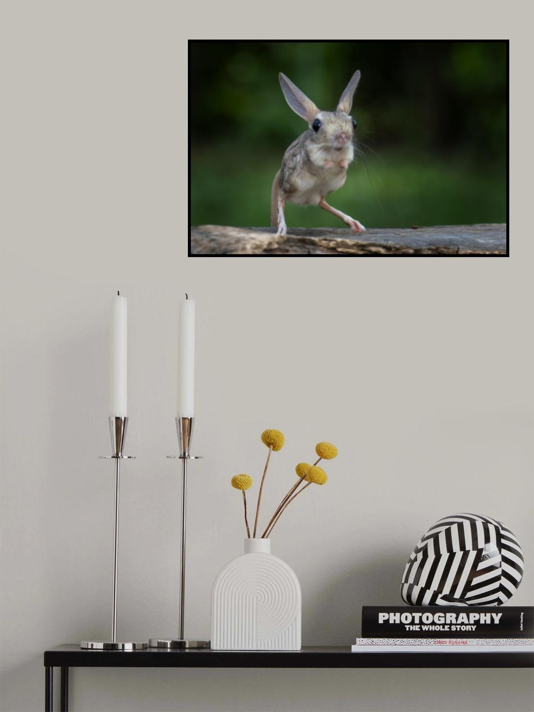 Mini Kangaroo Poster och Canvastavla