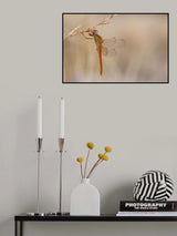 Dragonfly Poster och Canvastavla