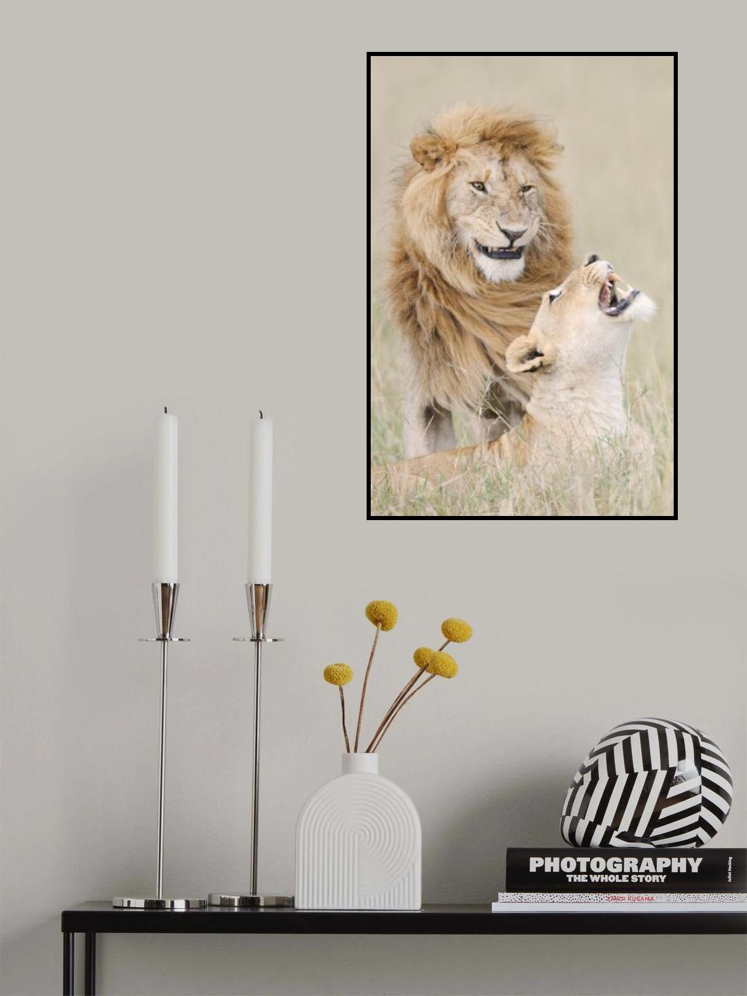 Lion lover Poster och Canvastavla