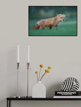 Red Fox Poster och Canvastavla