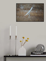 Juvenile Male Snowy Owl Poster och Canvastavla