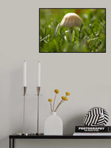 MUSHROOM Poster och Canvastavla
