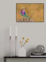 The colours of beauty Poster och Canvastavla