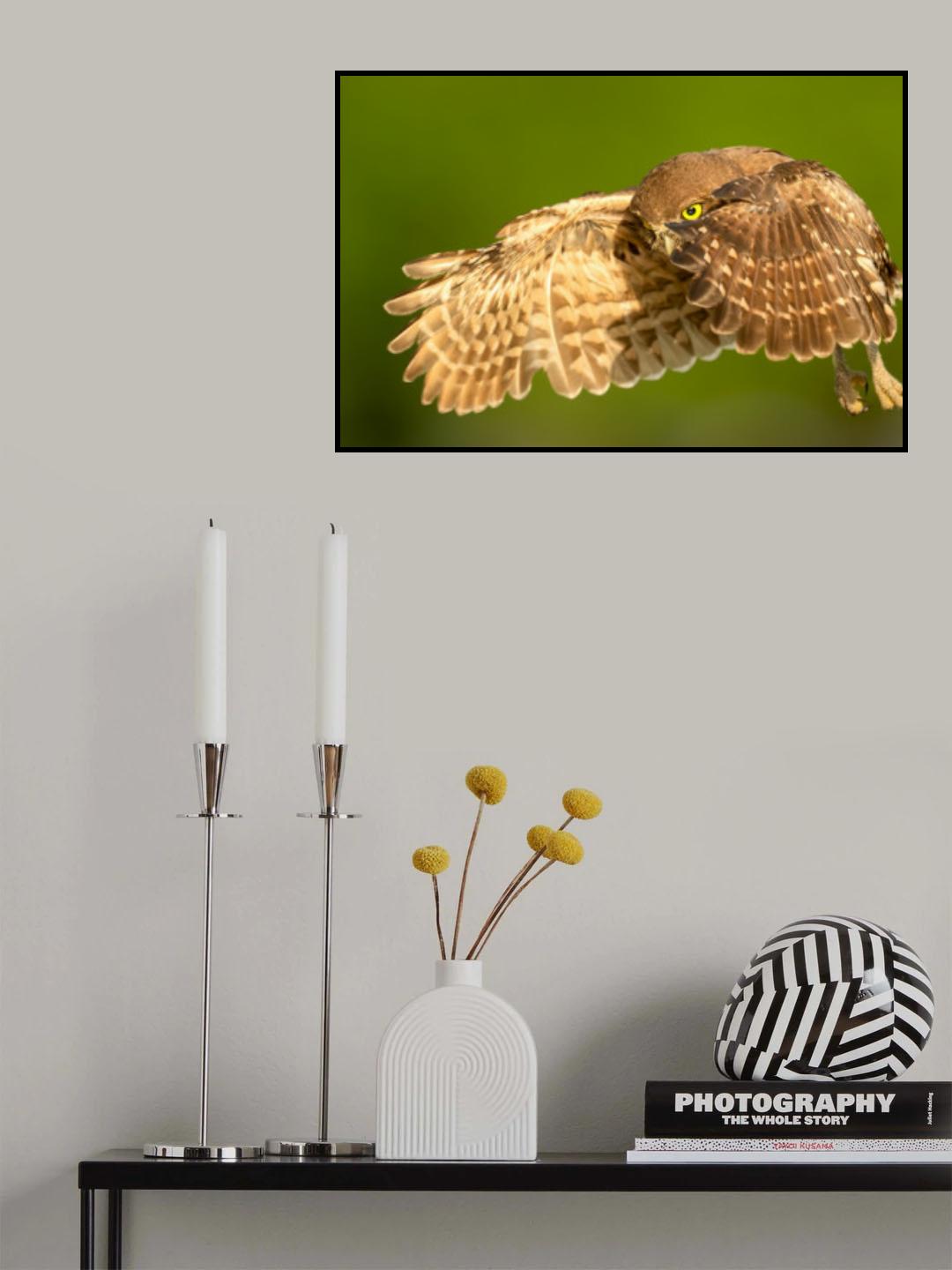Flying Baby Burrowing OWl Poster och Canvastavla