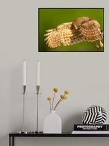 Flying Baby Burrowing OWl Poster och Canvastavla