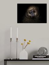Portrait of a baboon Poster och Canvastavla