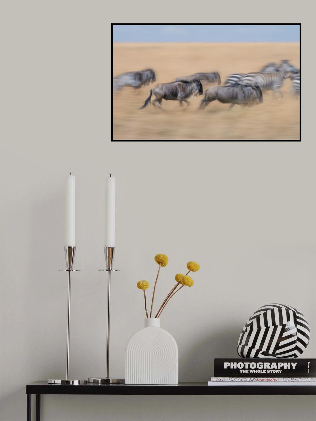 Racing in the savannah... Poster och Canvastavla