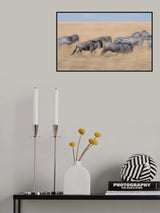 Racing in the savannah... Poster och Canvastavla