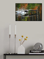 Landing Eagle Poster och Canvastavla