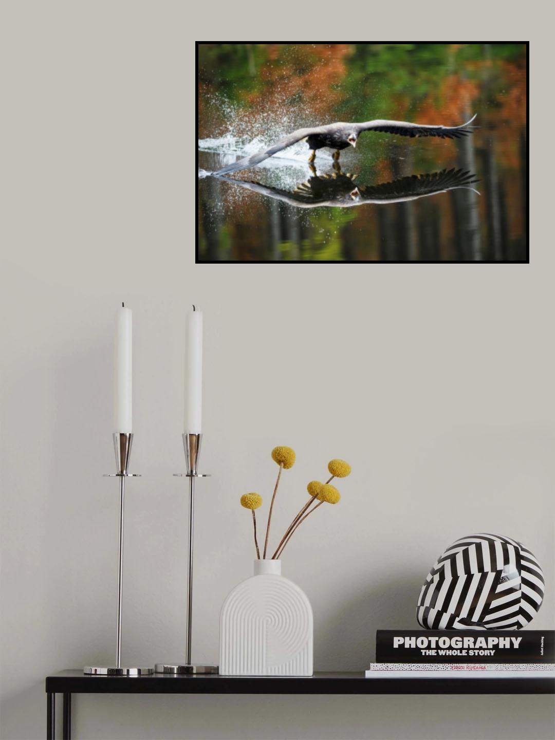 Landing Eagle Poster och Canvastavla