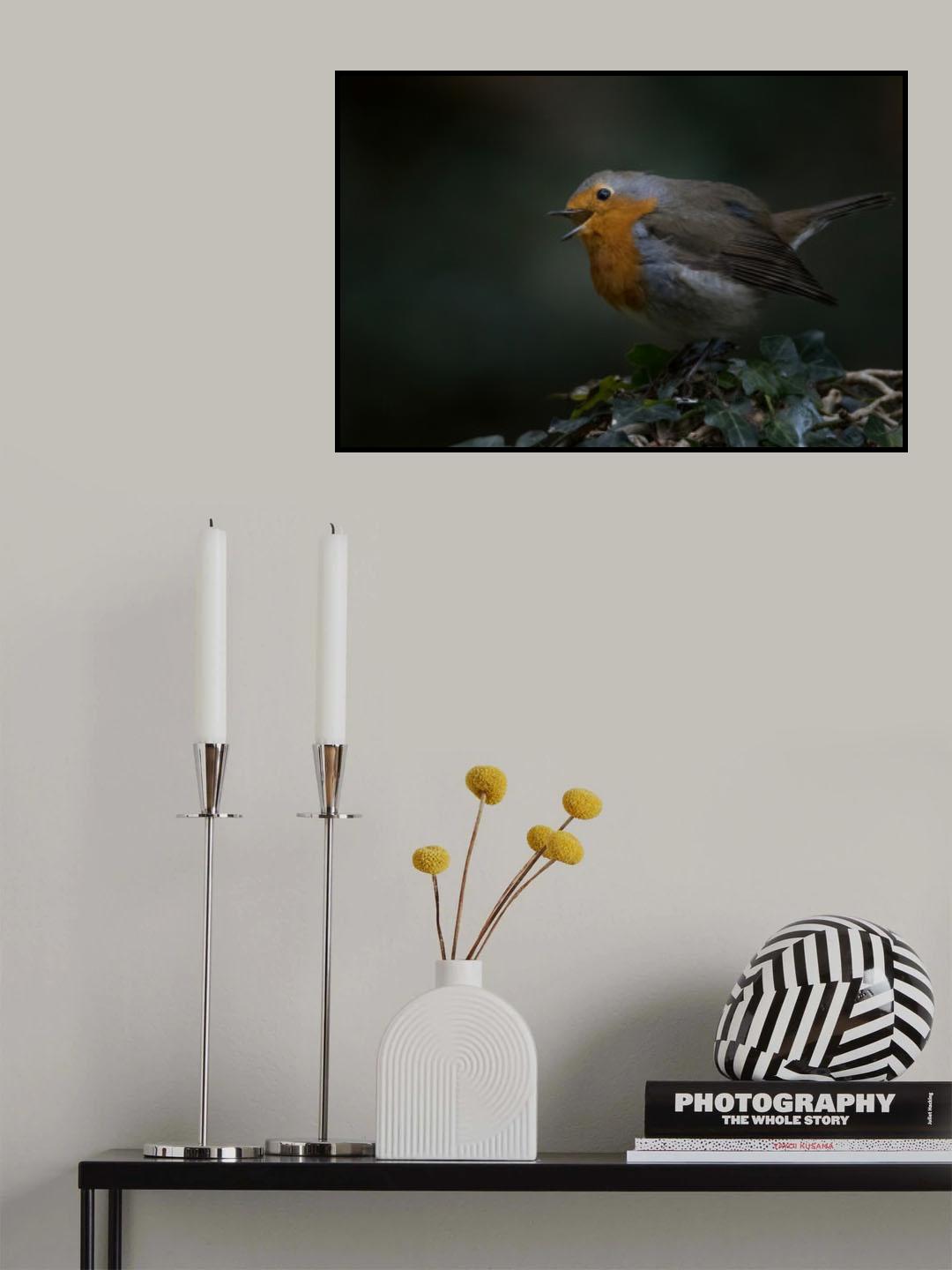 Robin redbreast Poster och Canvastavla