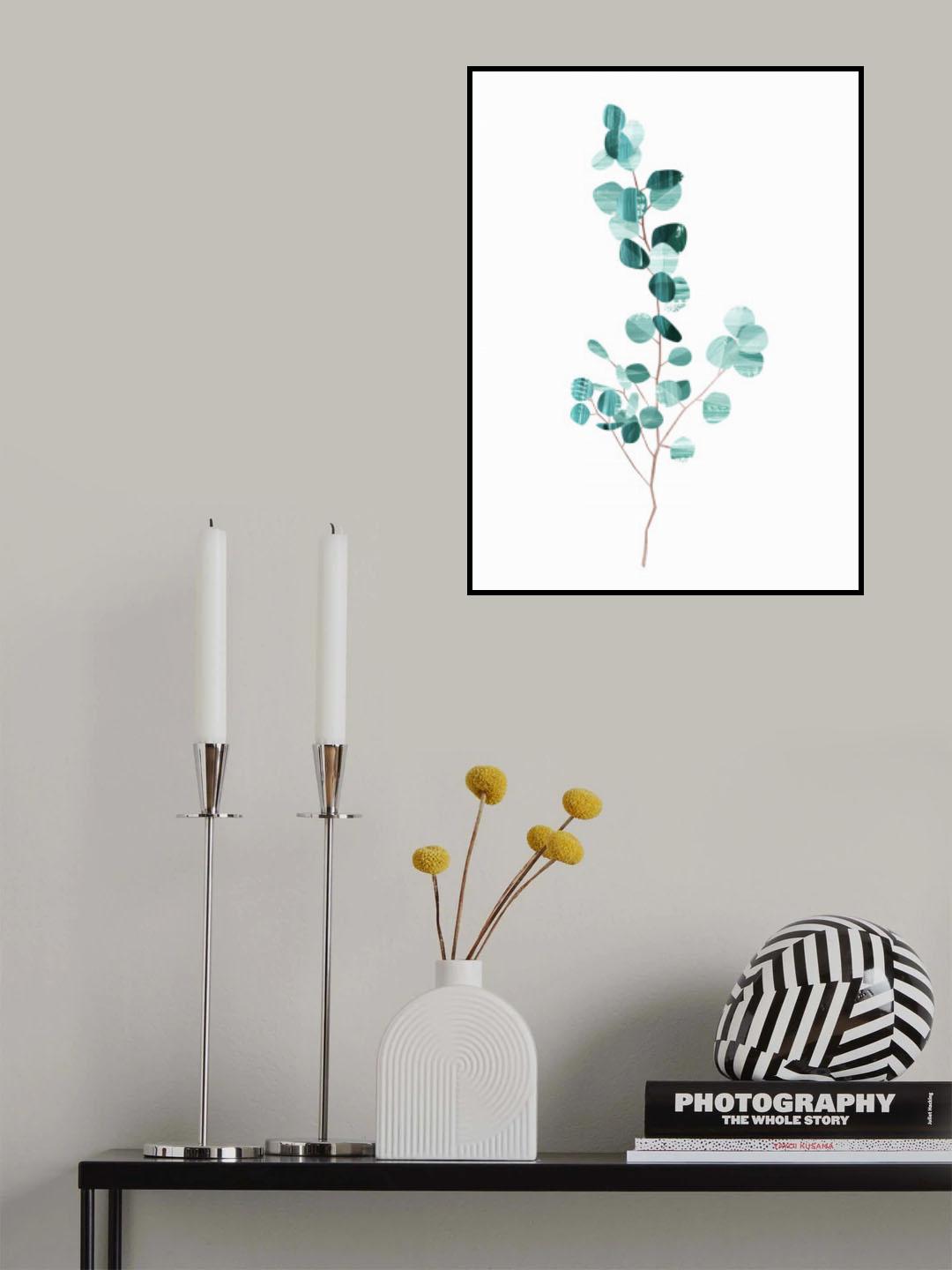 Eucalyptus Poster och Canvastavla