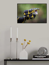 Ready to attack Poster och Canvastavla