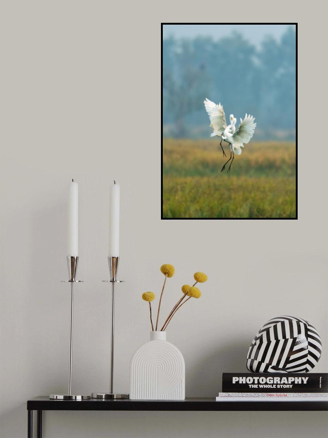 The Egret's Dance Poster och Canvastavla