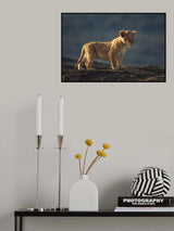 Simba Poster och Canvastavla