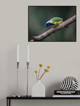 Inca Jay Poster och Canvastavla